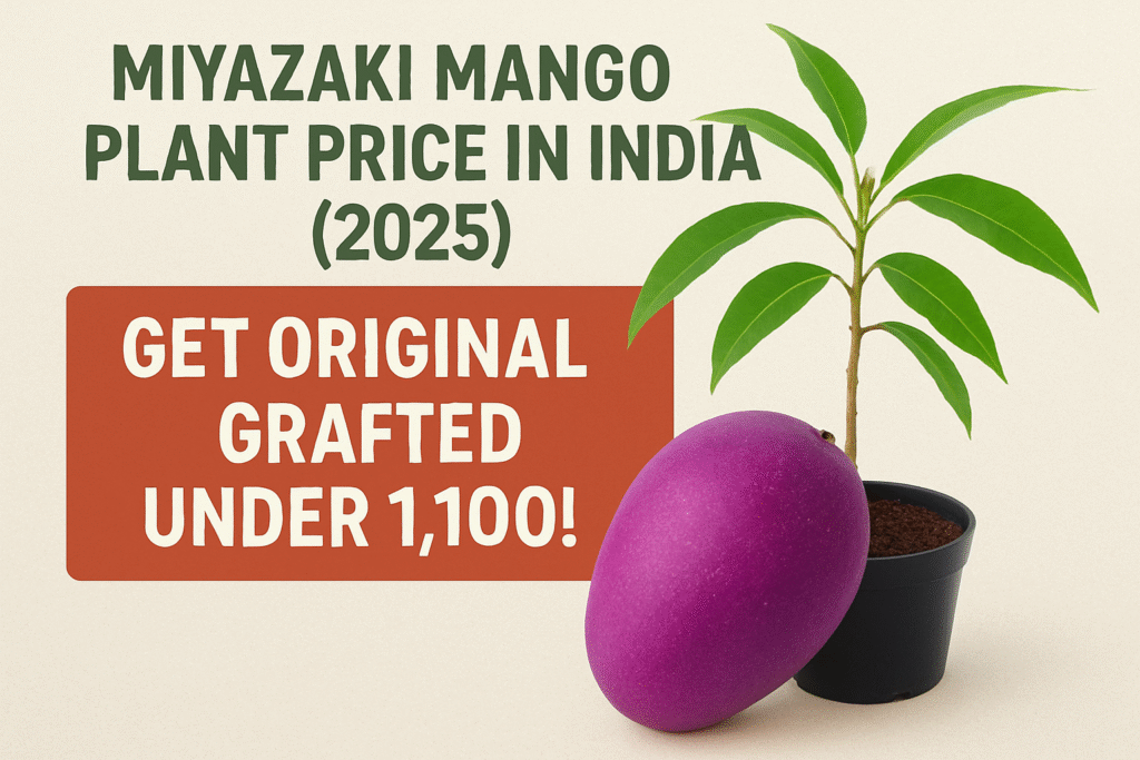 Miyazaki Mango Plant Price in India